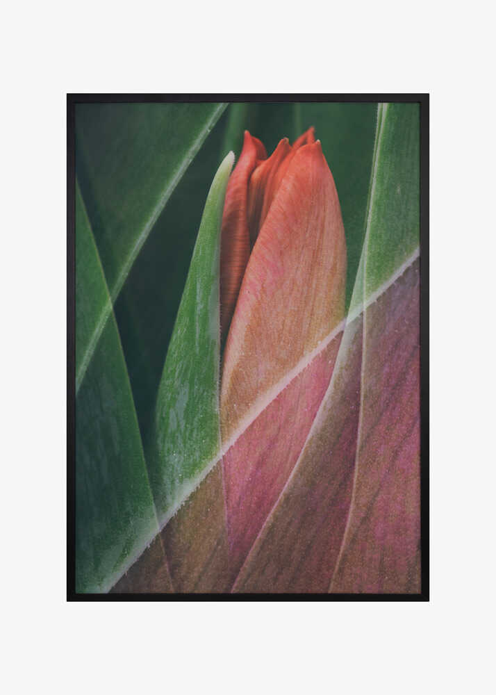 Tulip