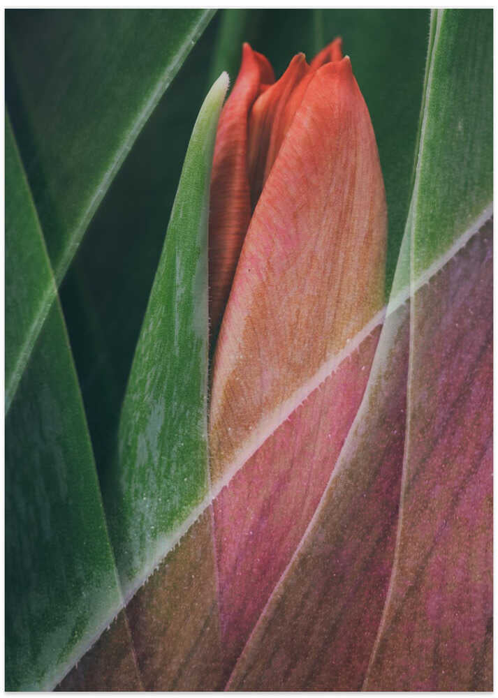 Tulip