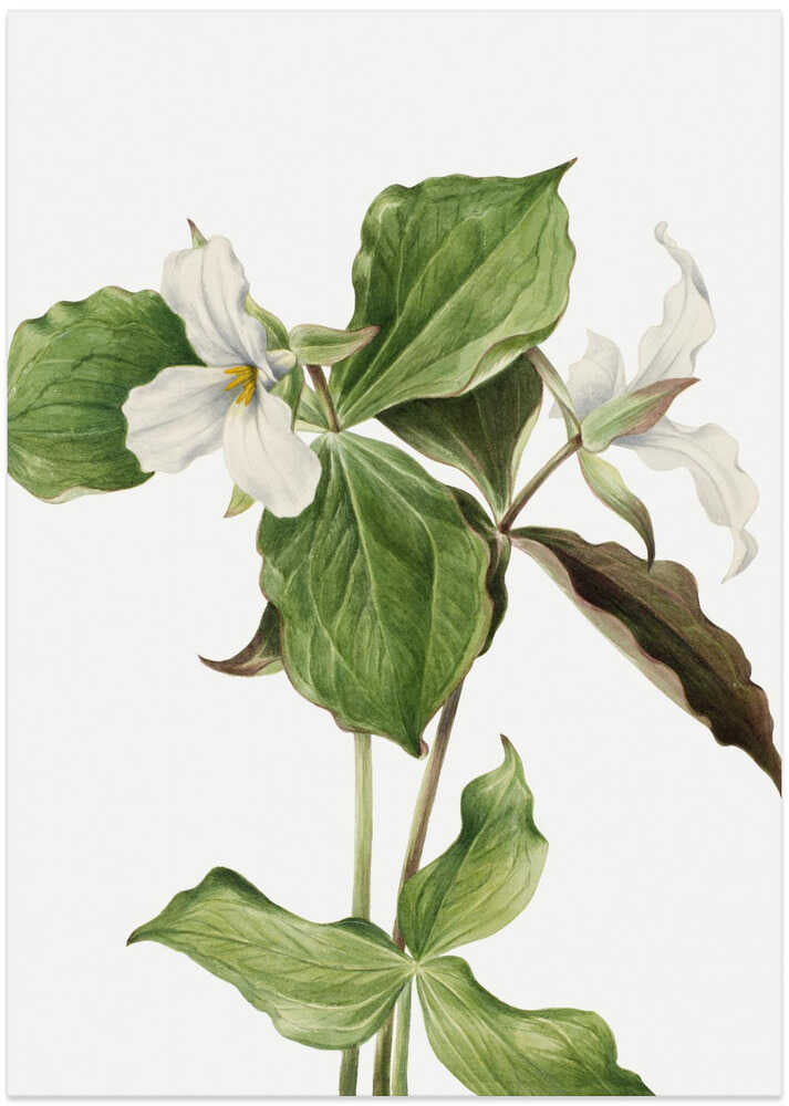 Large White Trillium