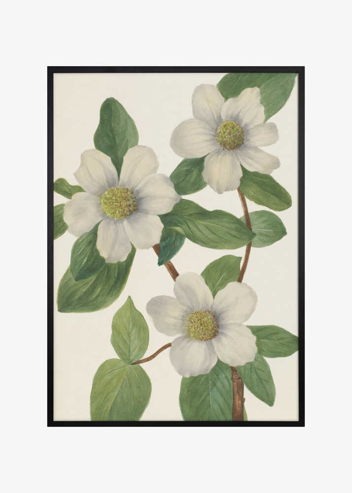 Pacific Dogwood
