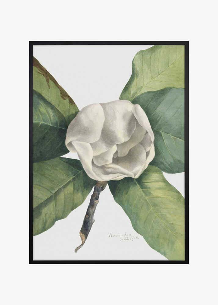 Southern Magnolia (1918)
