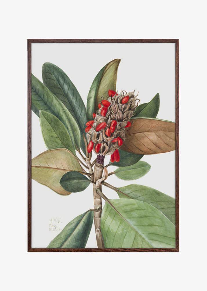 Southern Magnolia (1923)