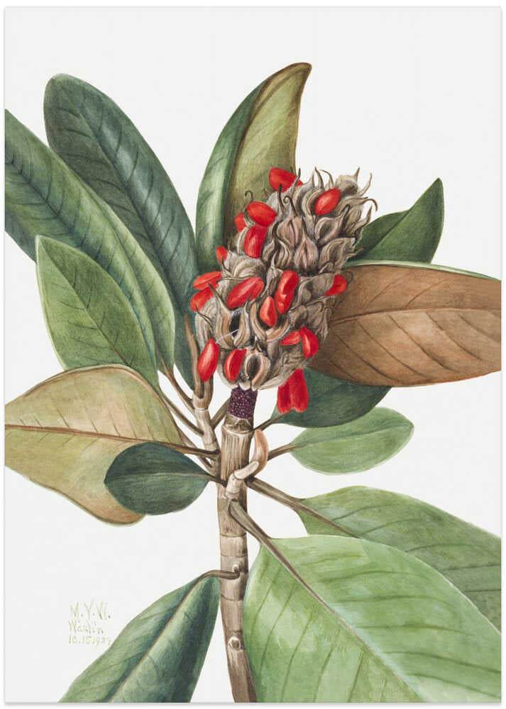 Southern Magnolia (1923)