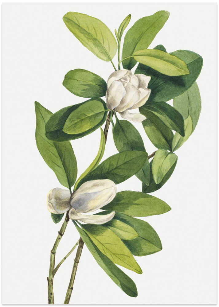 Swamp Magnolia (1918)
