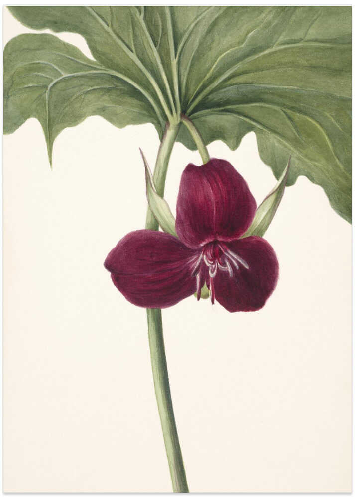 Sweet Trillium