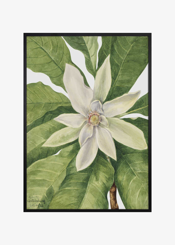 Umbrella Tree (1932)