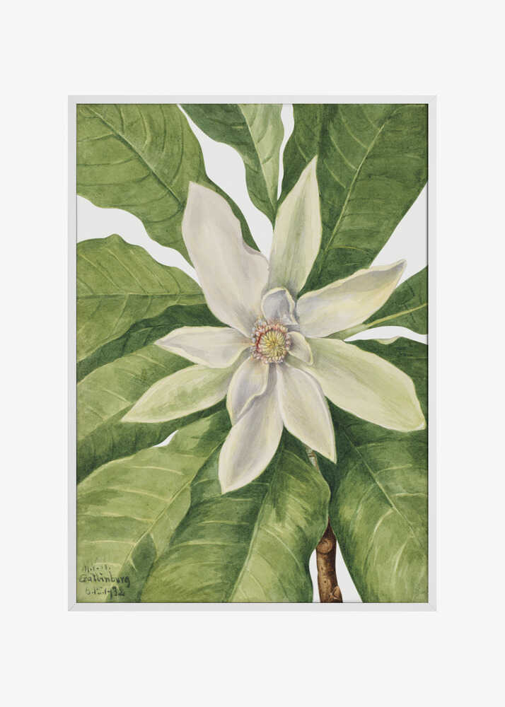 Umbrella Tree (1932)