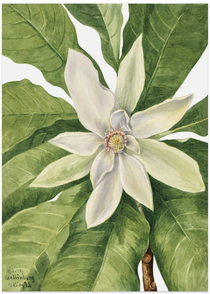 Umbrella Tree (1932)