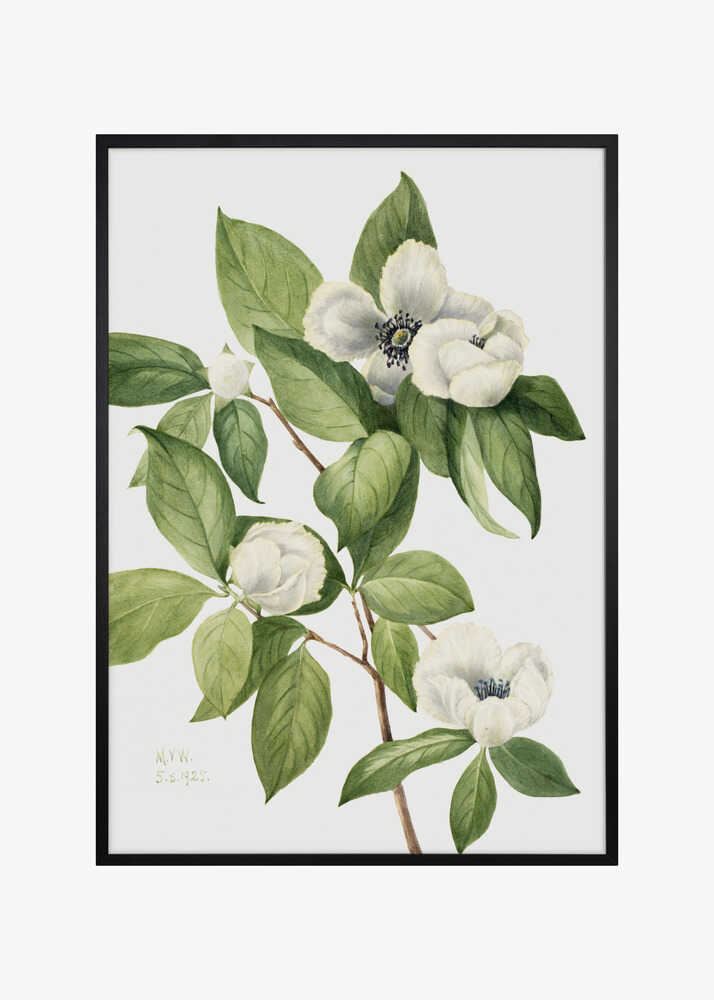 Virginia Stewartia (1925)