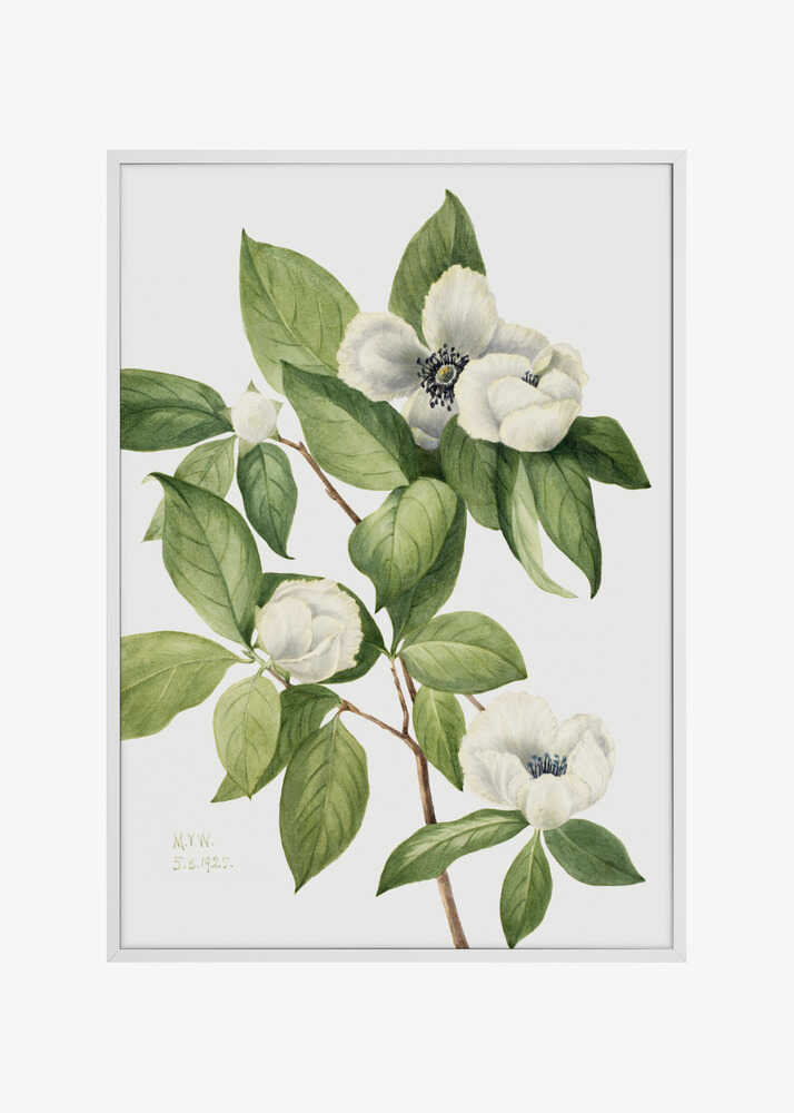 Virginia Stewartia (1925)