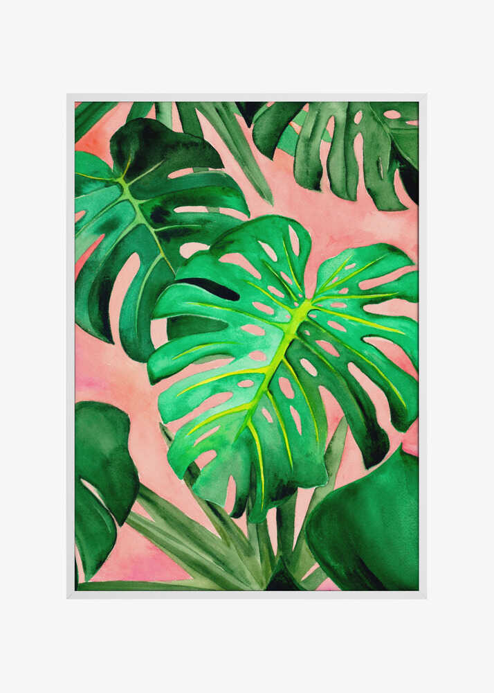 Monstera Large