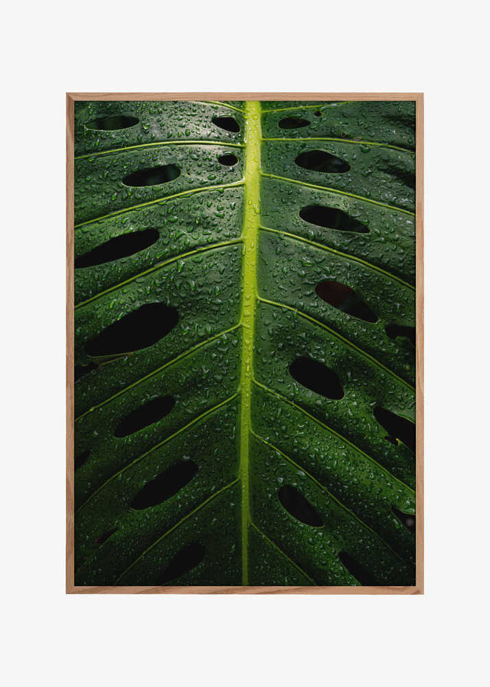 Monstera Swiss cheese plant