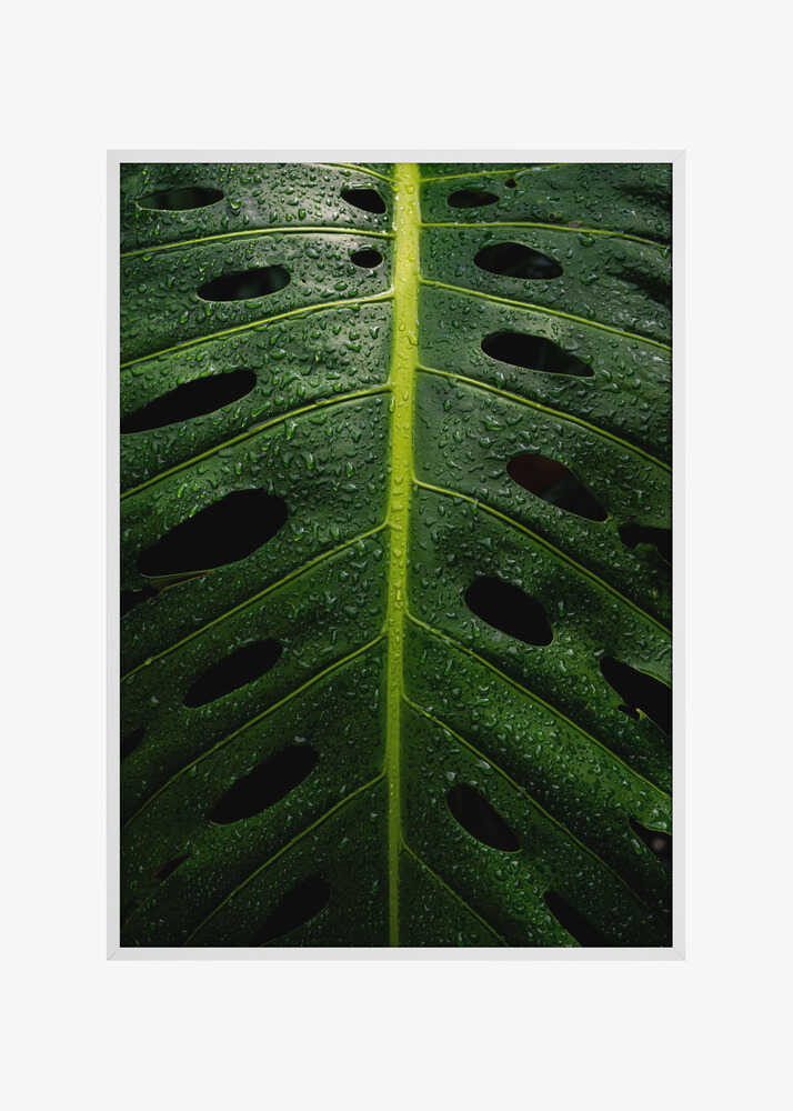 Monstera Swiss cheese plant