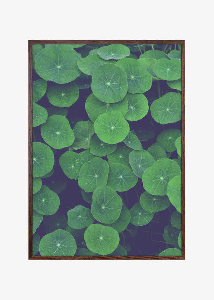 Nasturtium Leaves