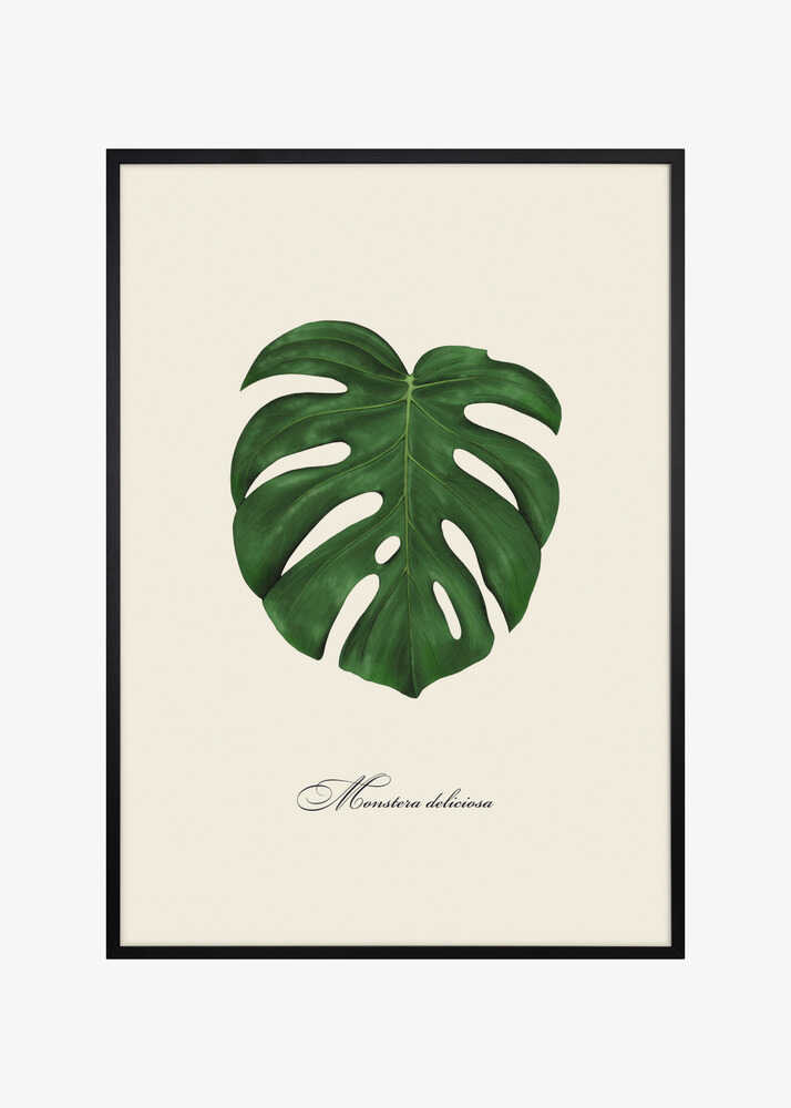 Monstera