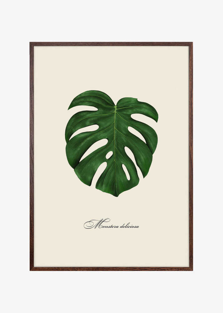 Monstera