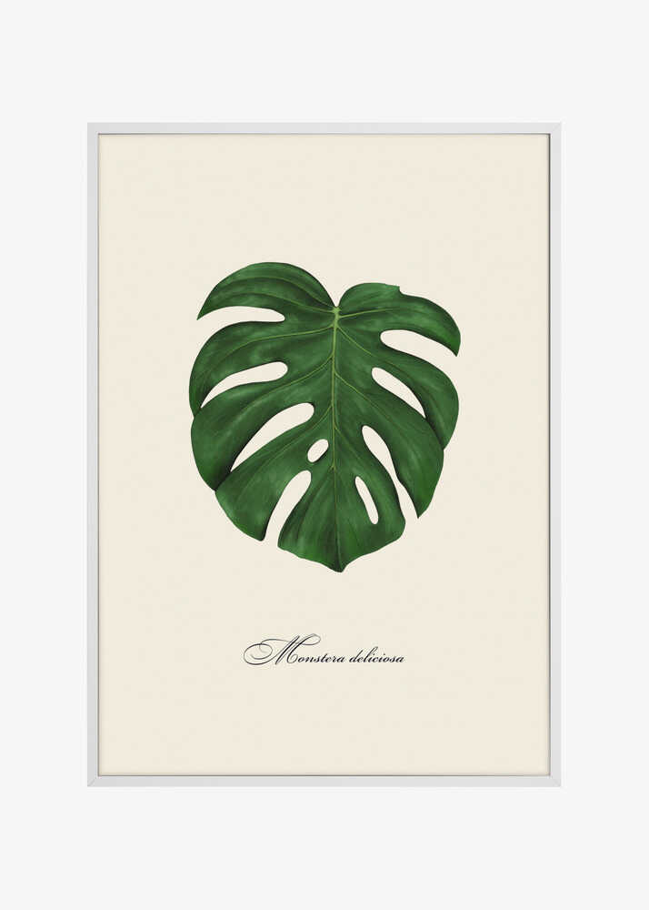 Monstera