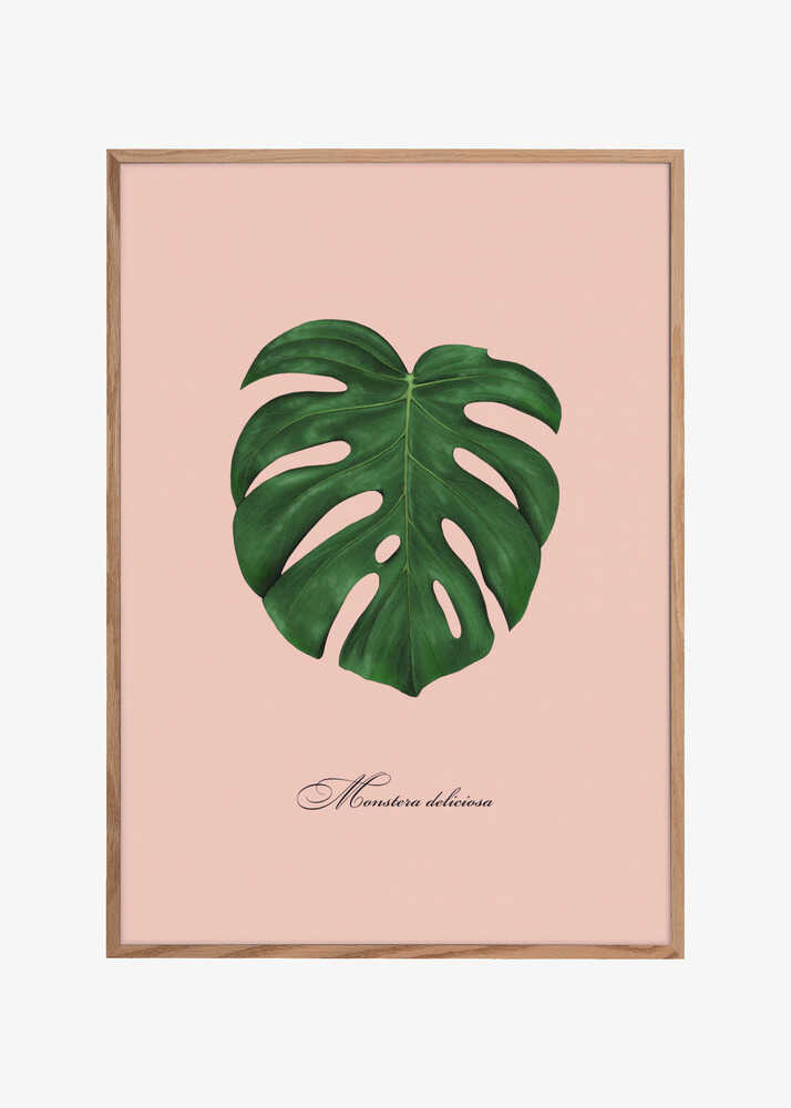 Monstera