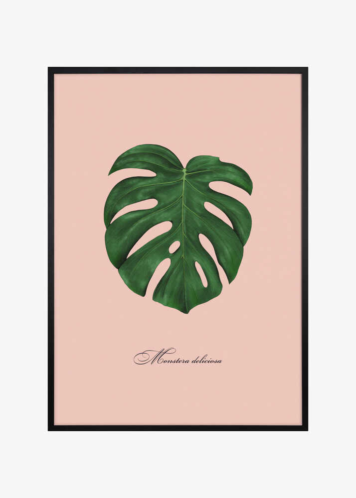 Monstera