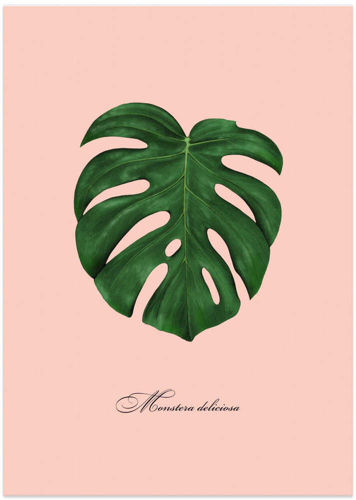 Monstera