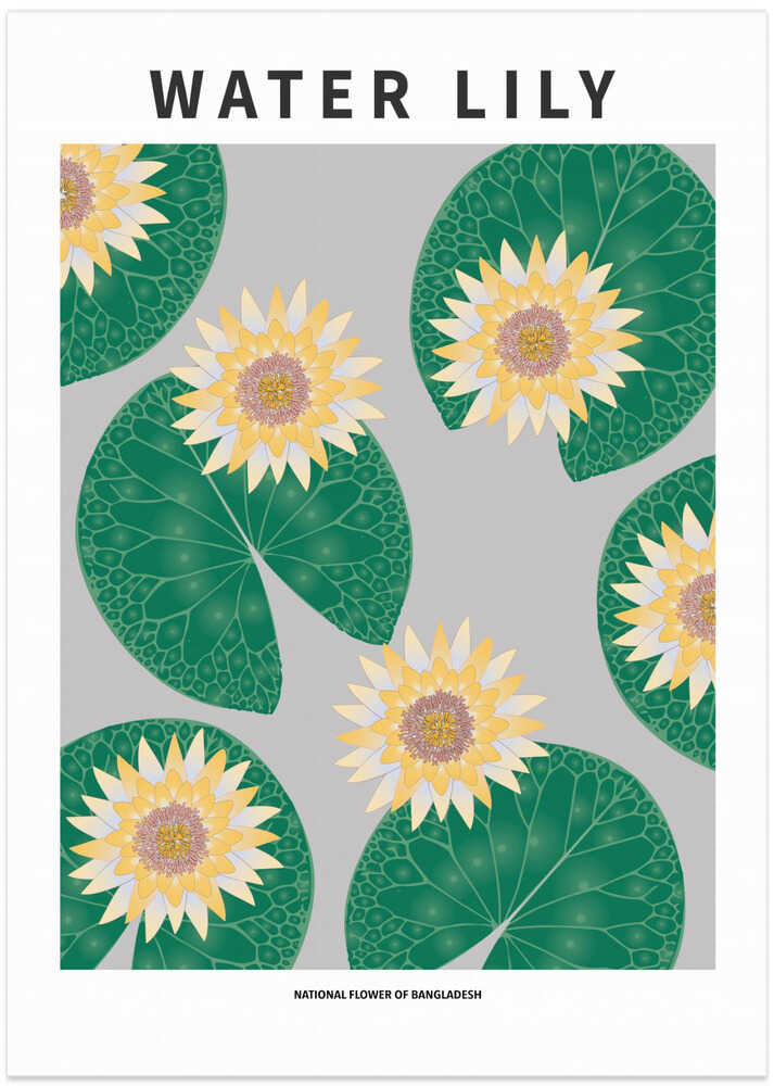 Water lily - National flower of Bangladesh