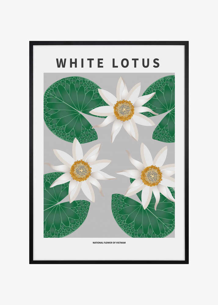 White Lotus - National flower of Vietnam
