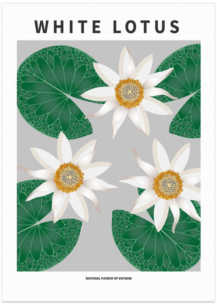 White Lotus - National flower of Vietnam