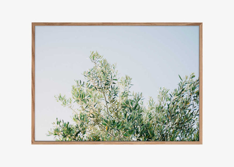 Olives In Ostuni | Italy Travel Photography