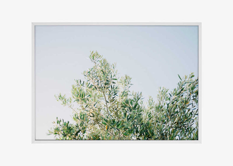 Olives In Ostuni | Italy Travel Photography