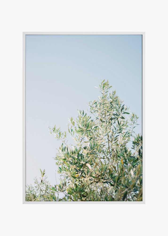 Olives In Ostuni | Italy Travel Photography