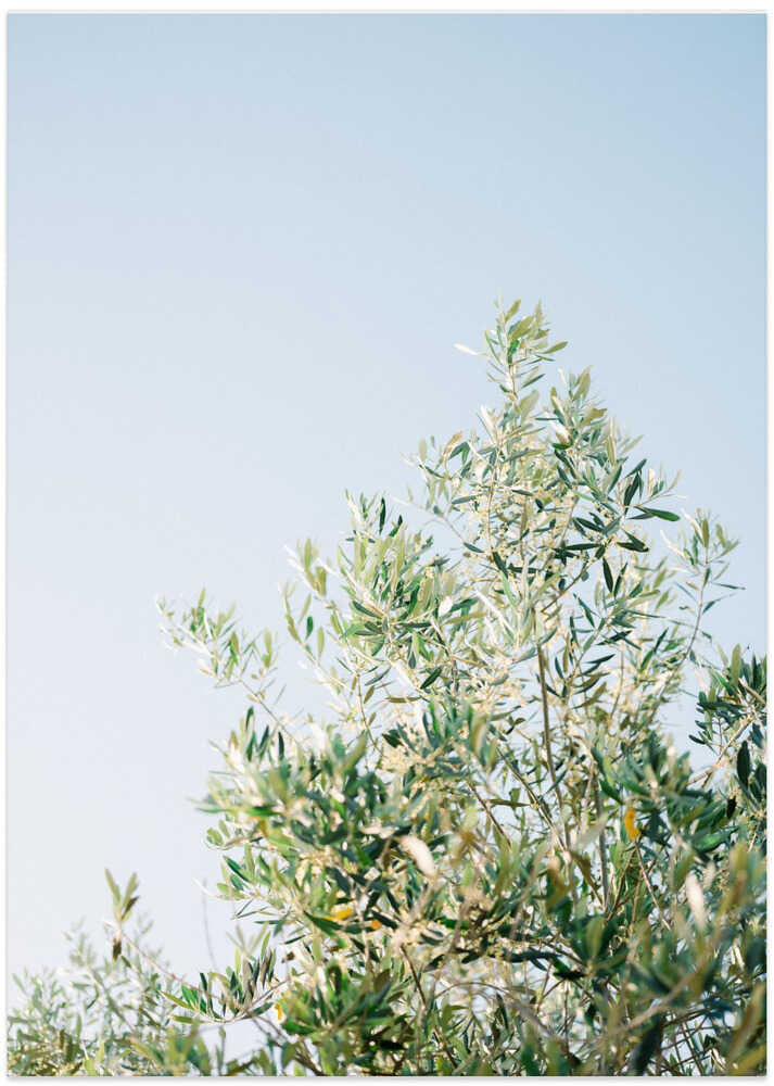 Olives In Ostuni | Italy Travel Photography