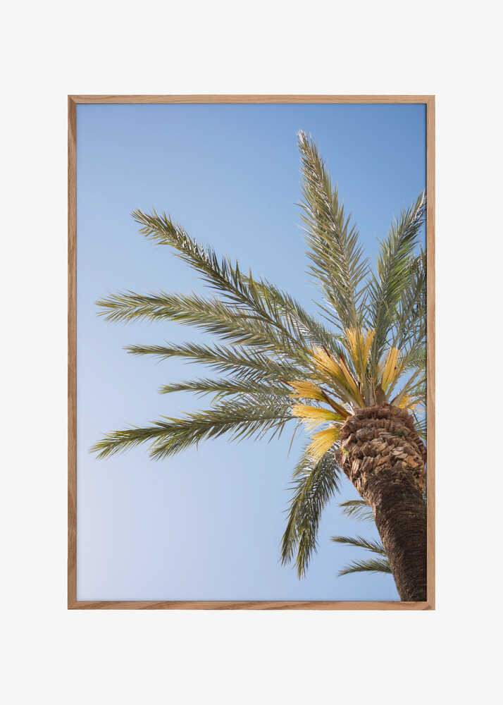 Vejer de La Frontera Palm Tree