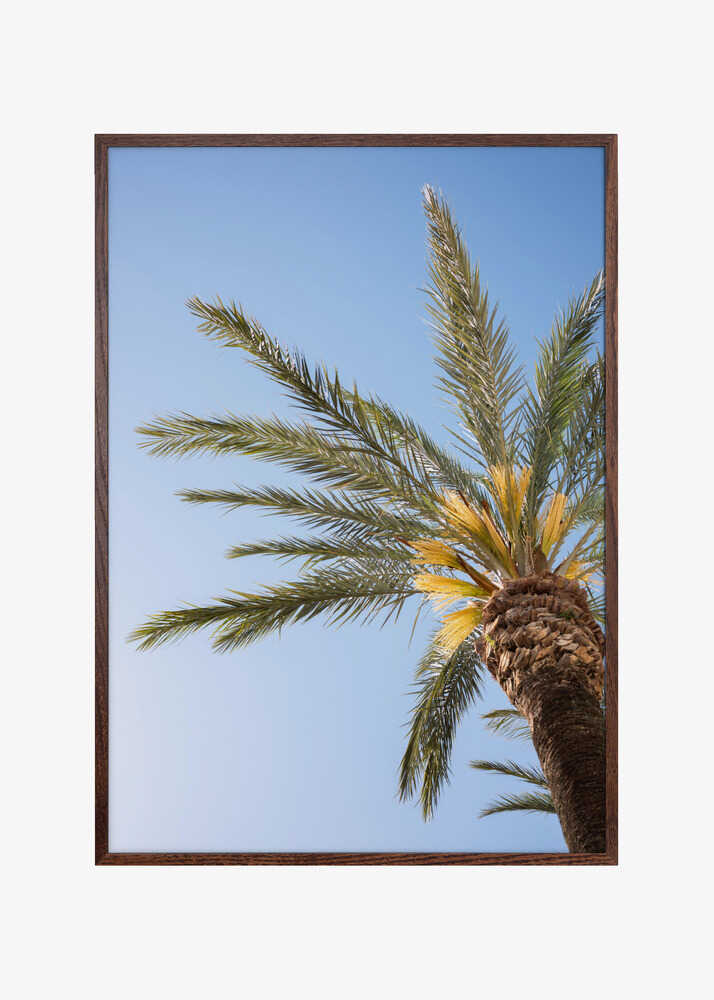 Vejer de La Frontera Palm Tree