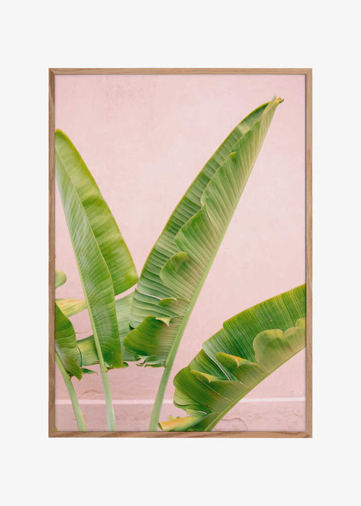 Merida Green on Pink