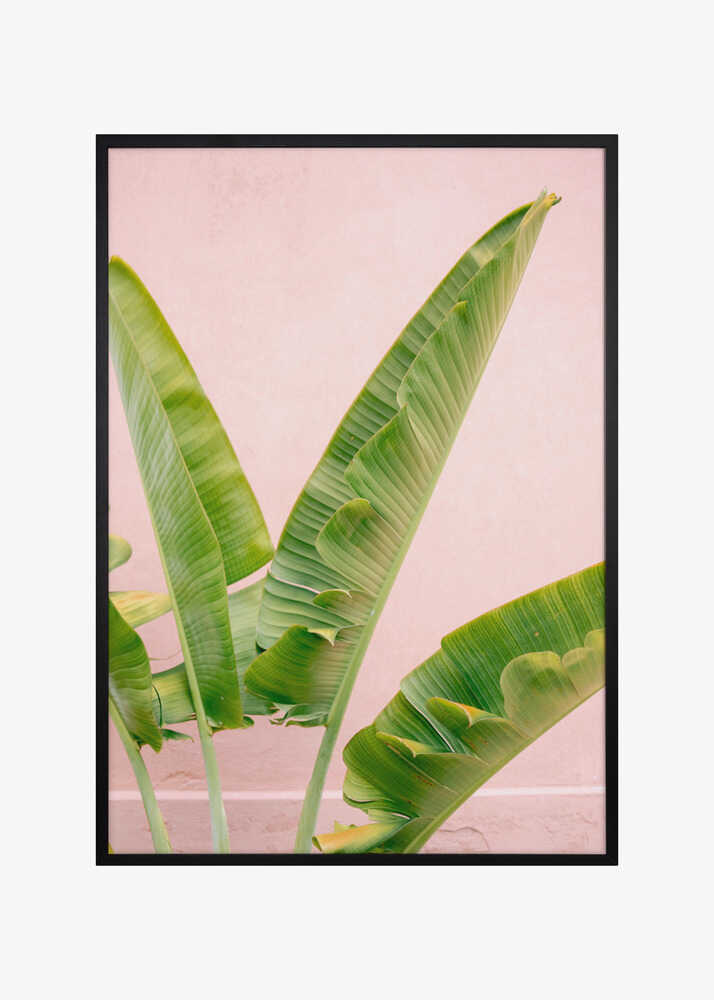 Merida Green on Pink