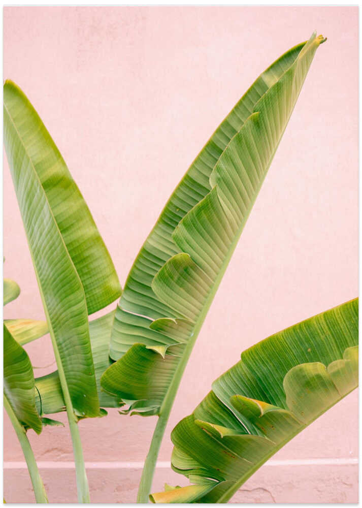 Merida Green on Pink