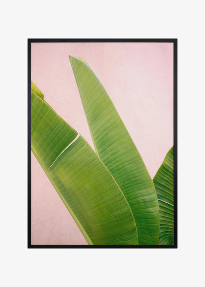 Merida Green on Pink