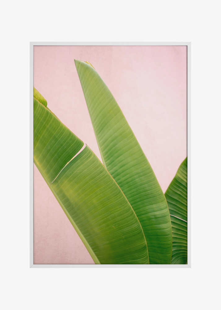 Merida Green on Pink