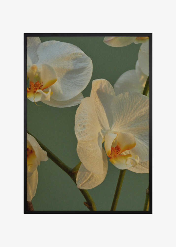 Orchid Reverie