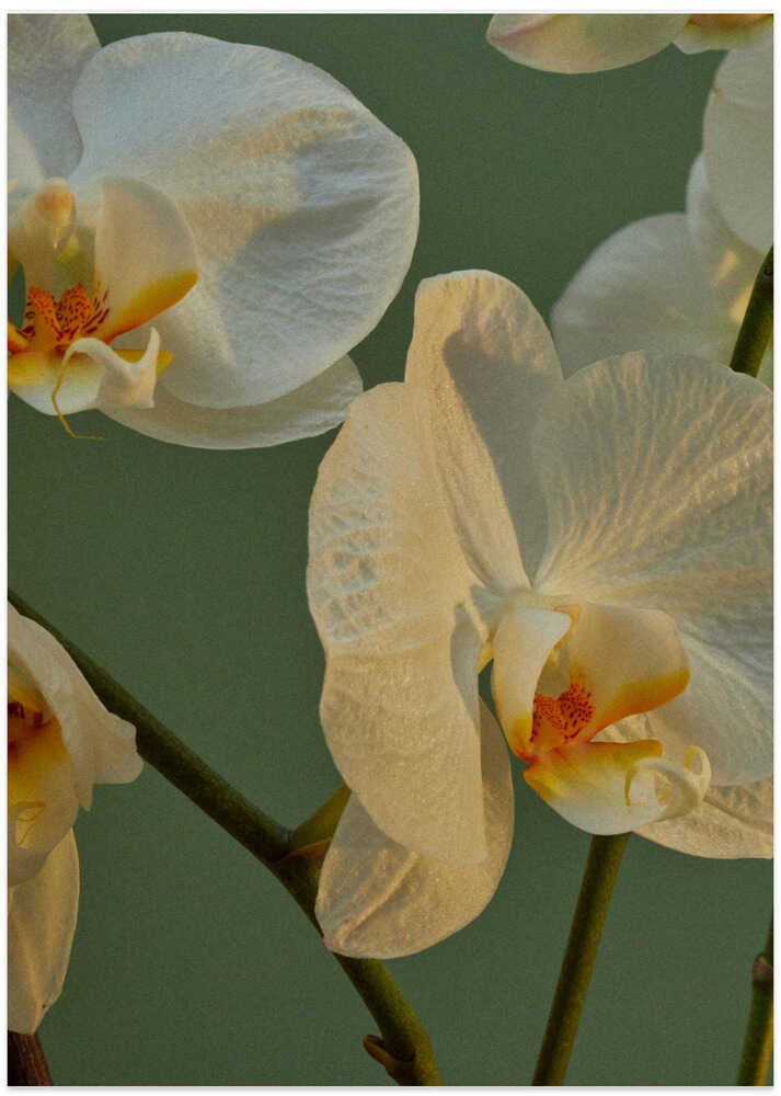 Orchid Reverie