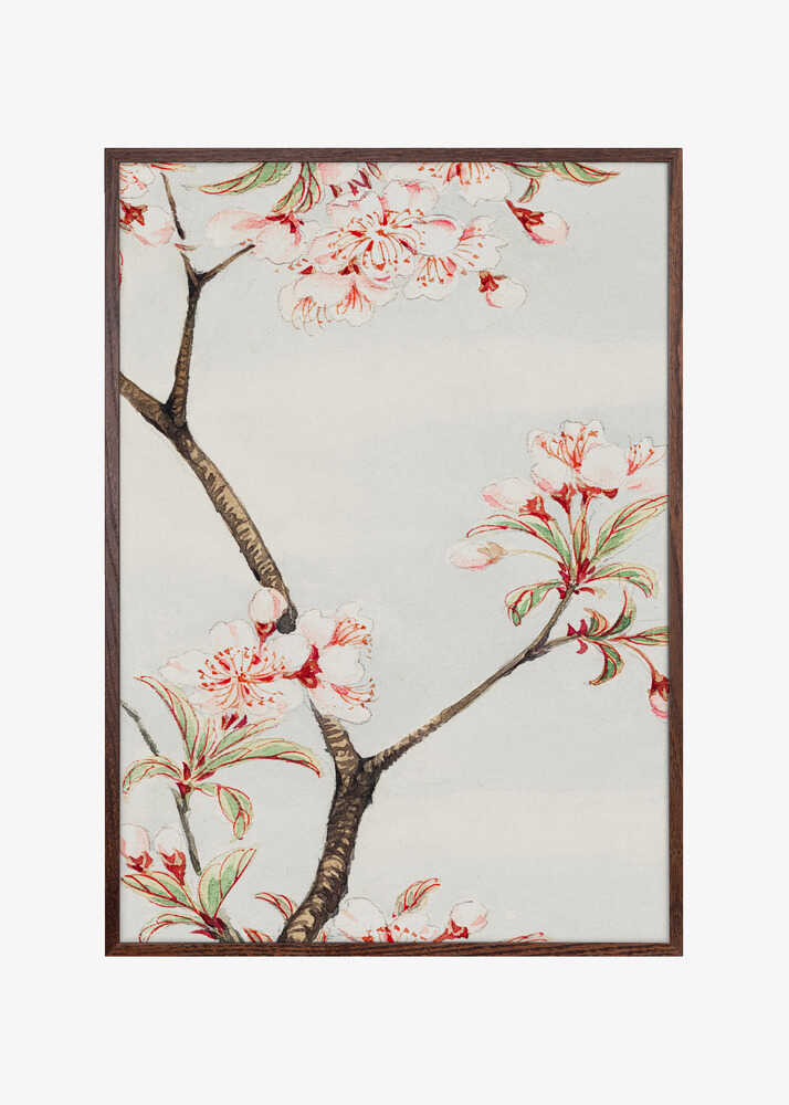 Sakura Cherry During 1870–1880