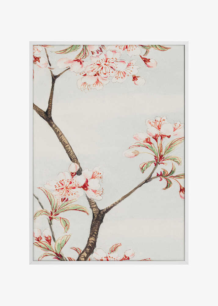 Sakura Cherry During 1870–1880