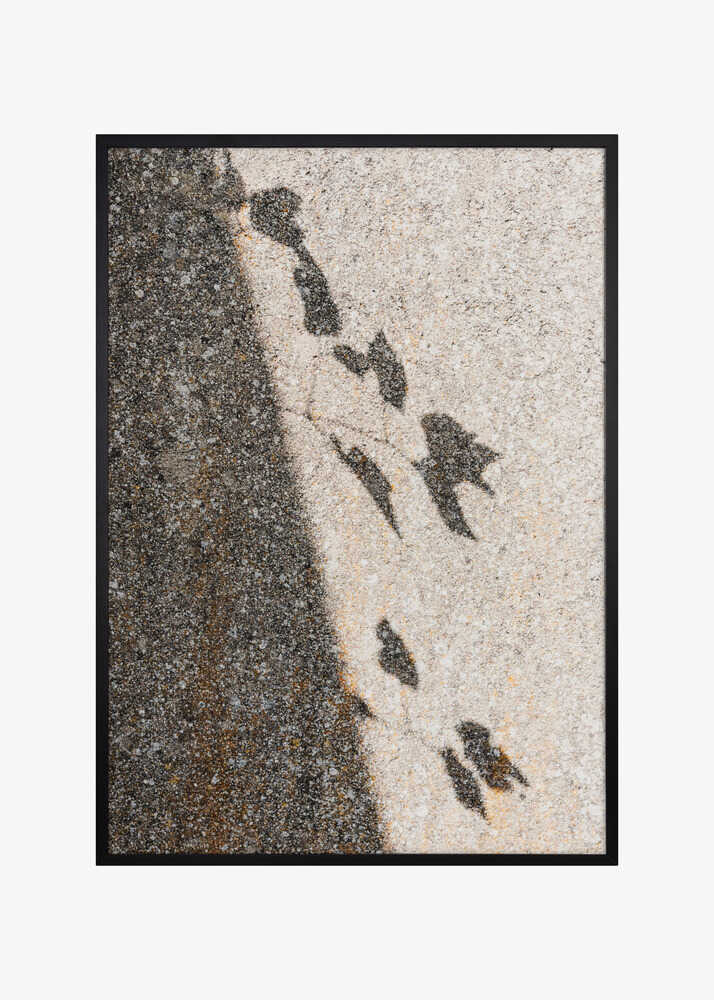 Botanical shadow on the wall