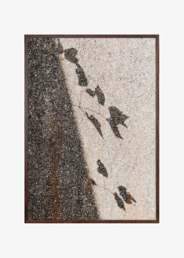 Botanical shadow on the wall