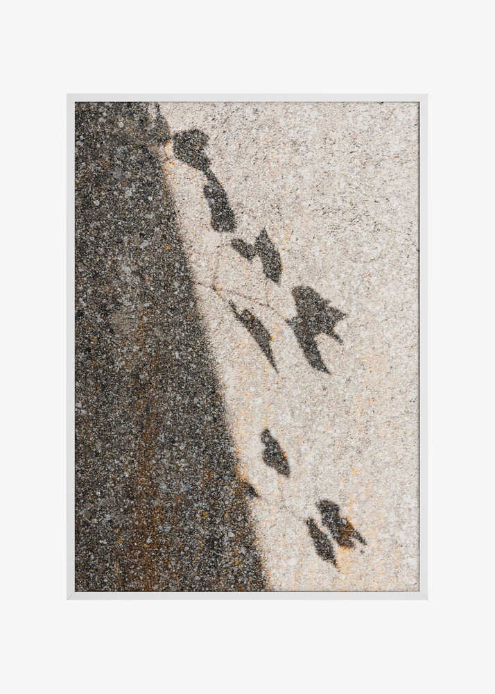 Botanical shadow on the wall