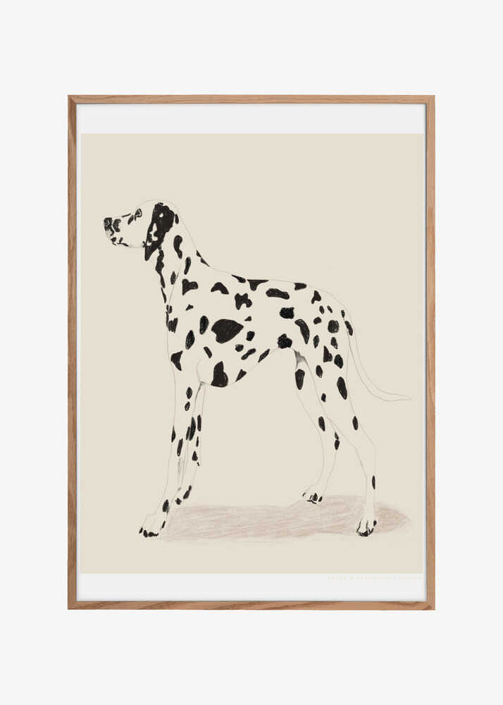 Pandc Dalmation