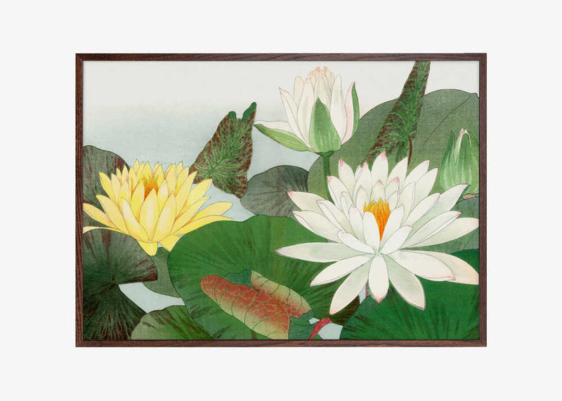 Nymphaea Lotus No.2