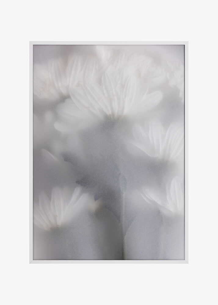Blurred Flowers 6