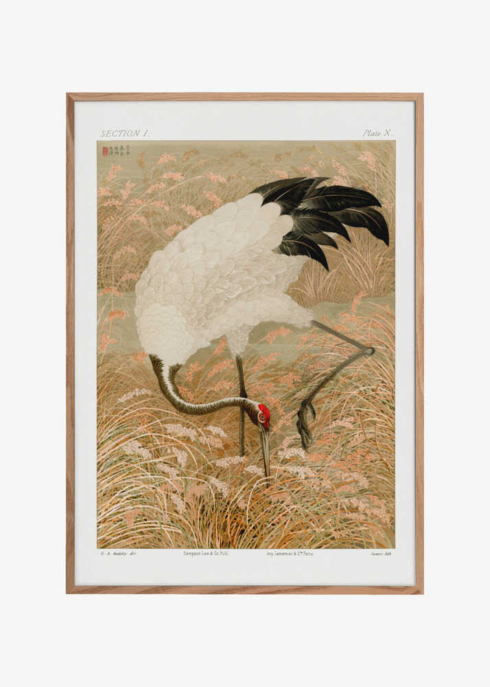 Sarus Crane In Rice Field
