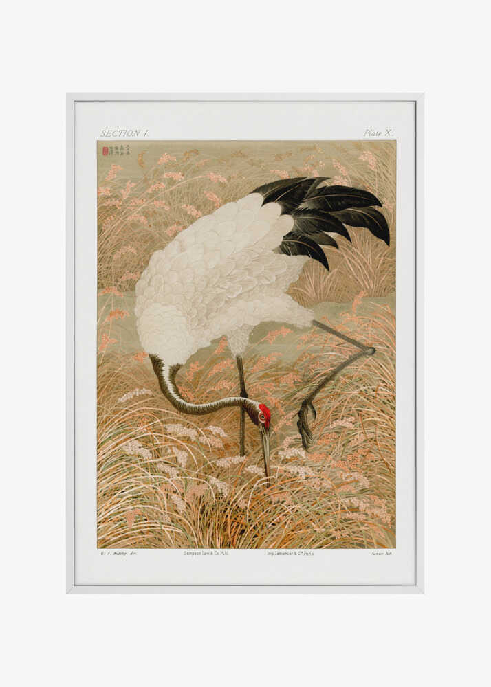 Sarus Crane In Rice Field
